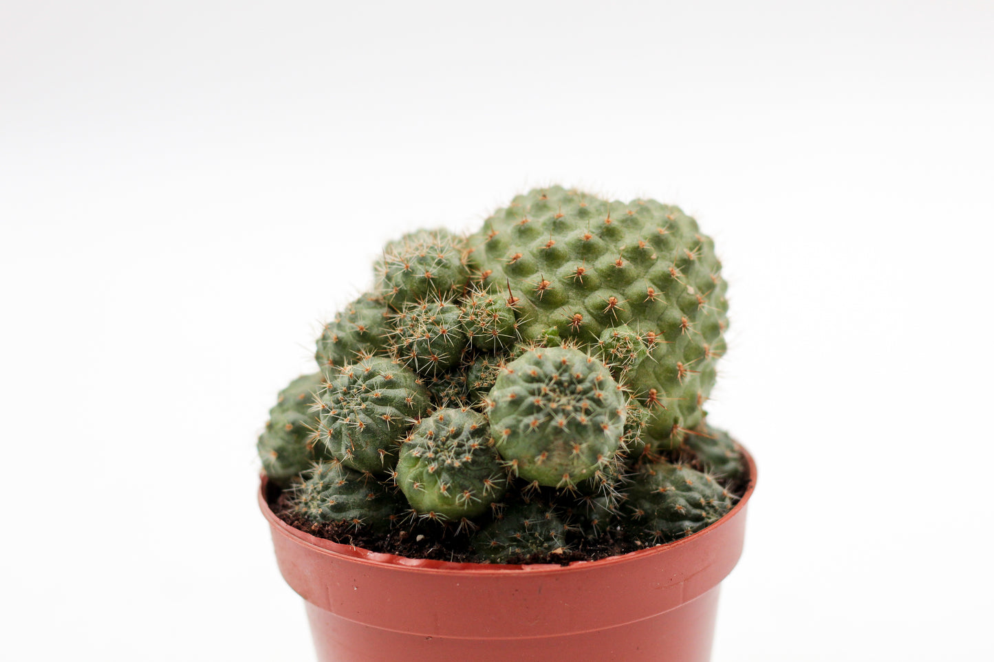 Rebutia pulvinosa