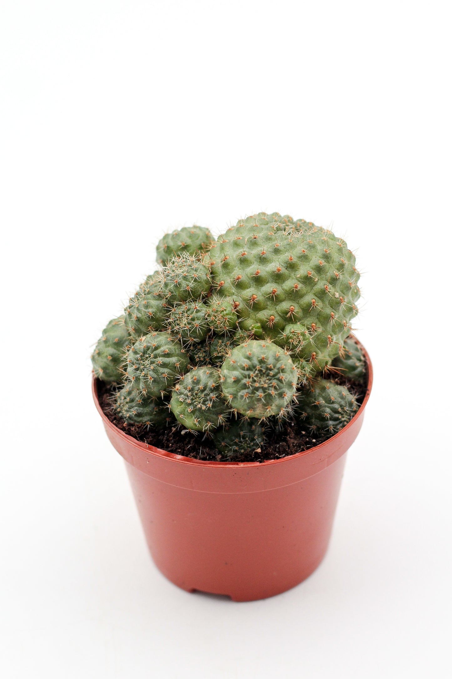 Rebutia pulvinosa