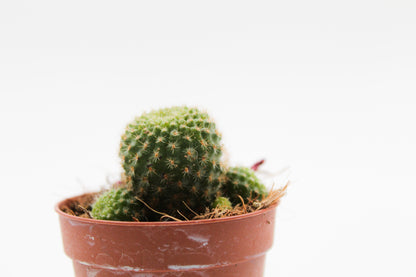 Rebutia pulvinosa subsp. perplexa