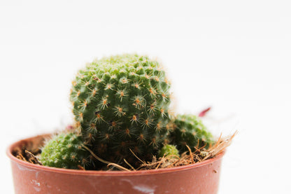 Rebutia pulvinosa subsp. perplexa