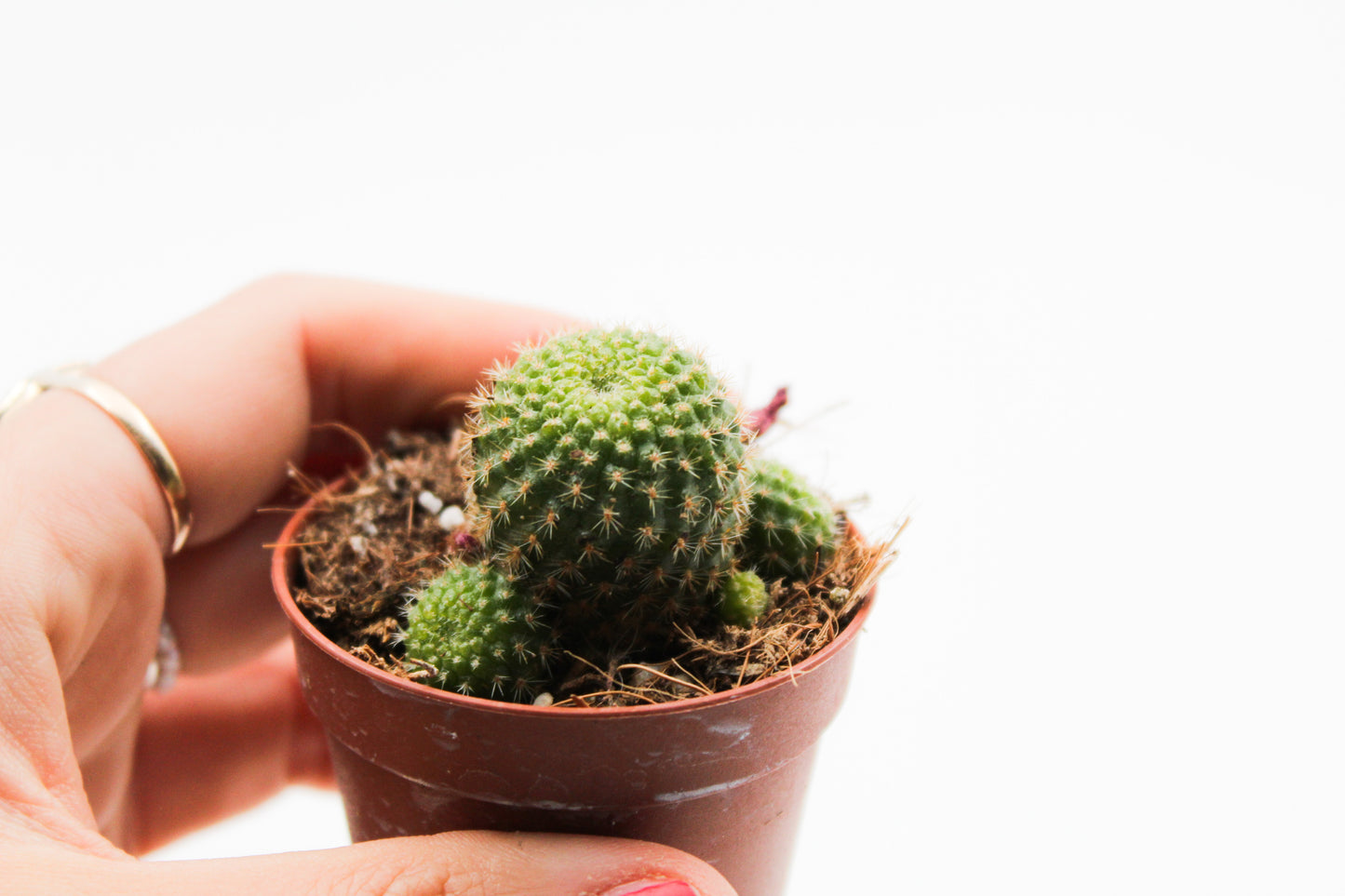 Rebutia pulvinosa subsp. perplexa