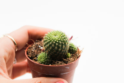 Rebutia pulvinosa subsp. perplexa