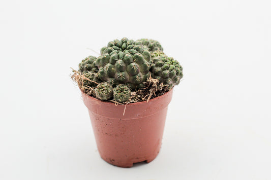 Rebutia steinbachii