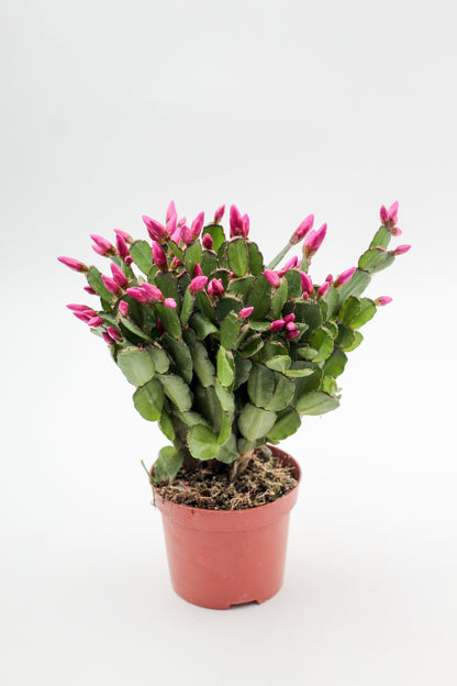 hipsalidopsis gaertneri - paascactus met paarse bloemen
