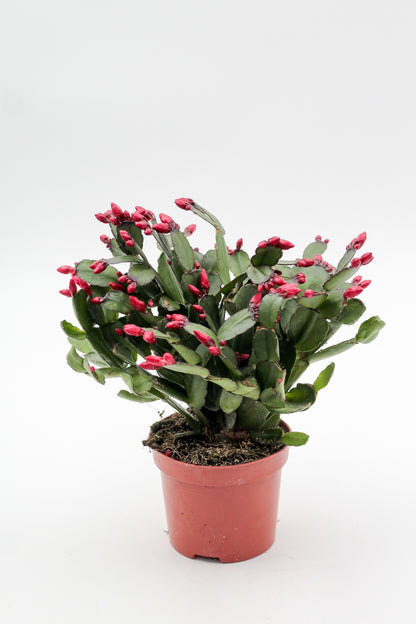 hipsalidopsis gaertneri - paascactus met felrode bloemen