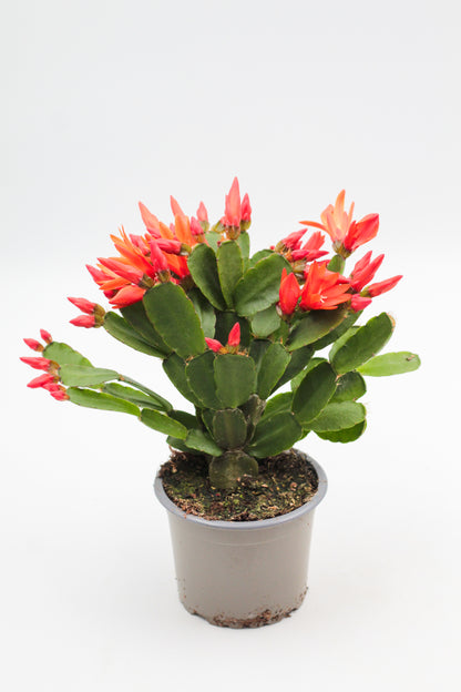 Rhipsalidopsis gaertneri Easter cactus
