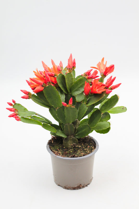 Rhipsalidopsis gaertneri Easter cactus
