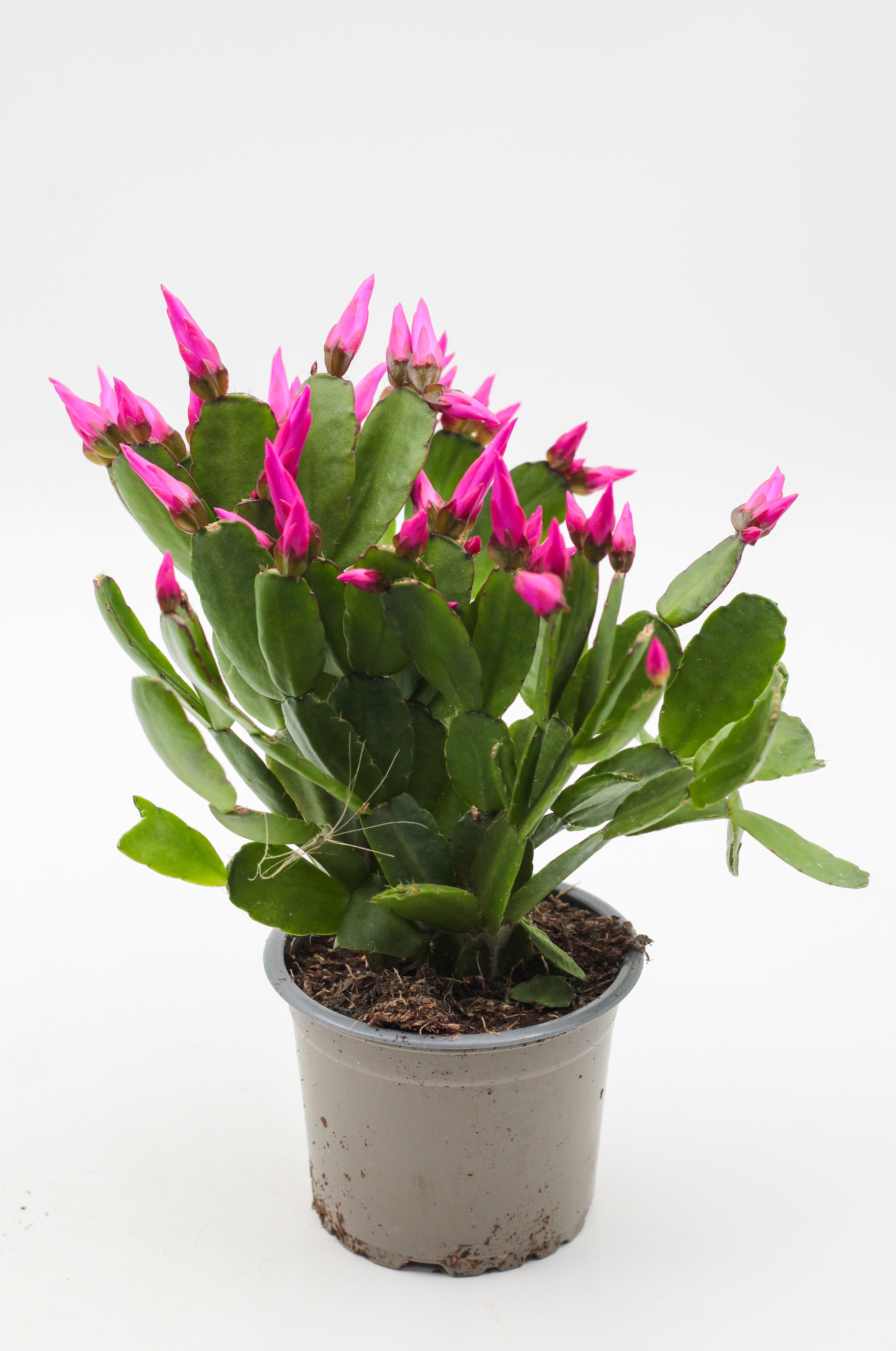 hipsalidopsis gaertneri - paascactus met paarse bloemen