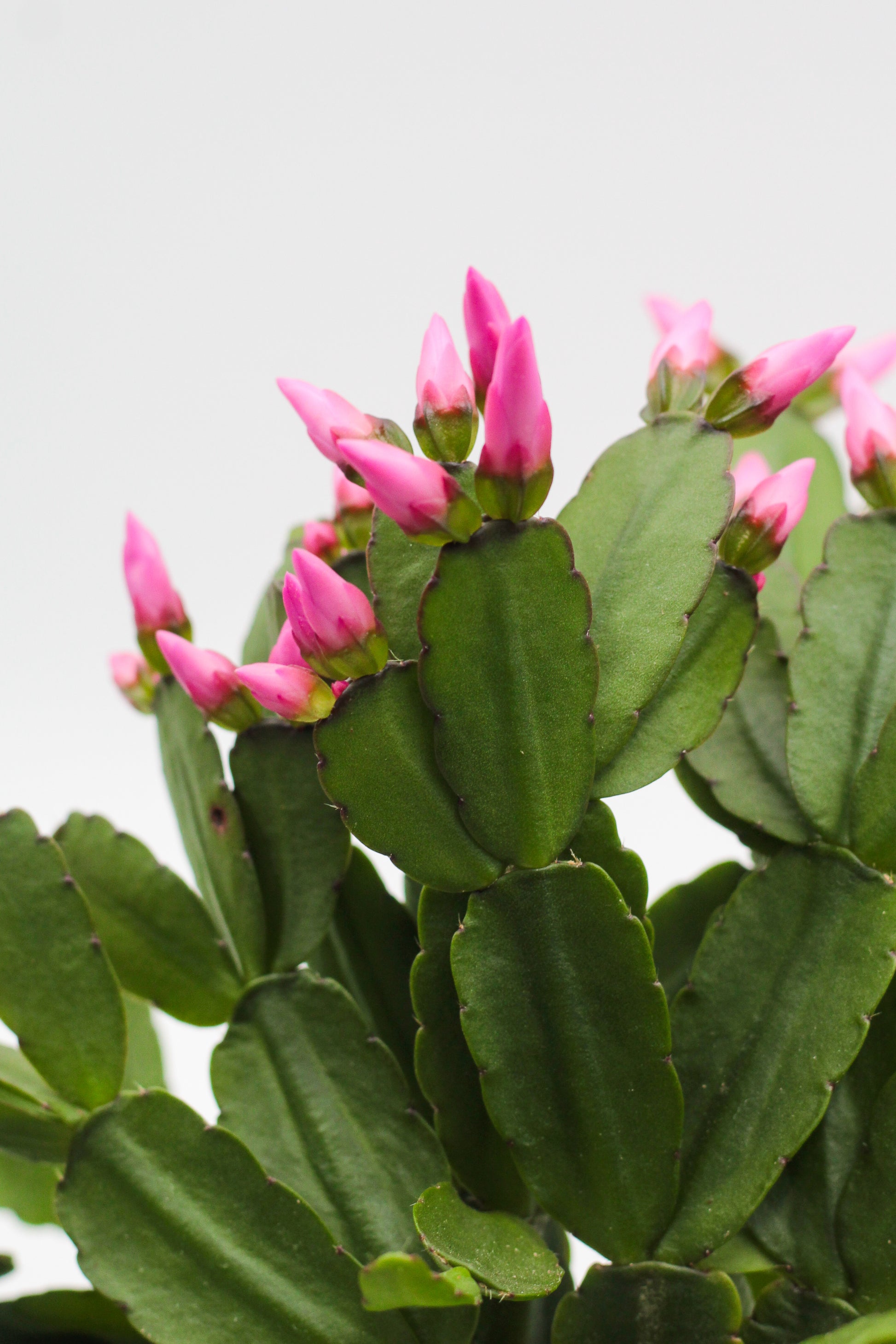 hipsalidopsis gaertneri - paascactus met roze bloemen