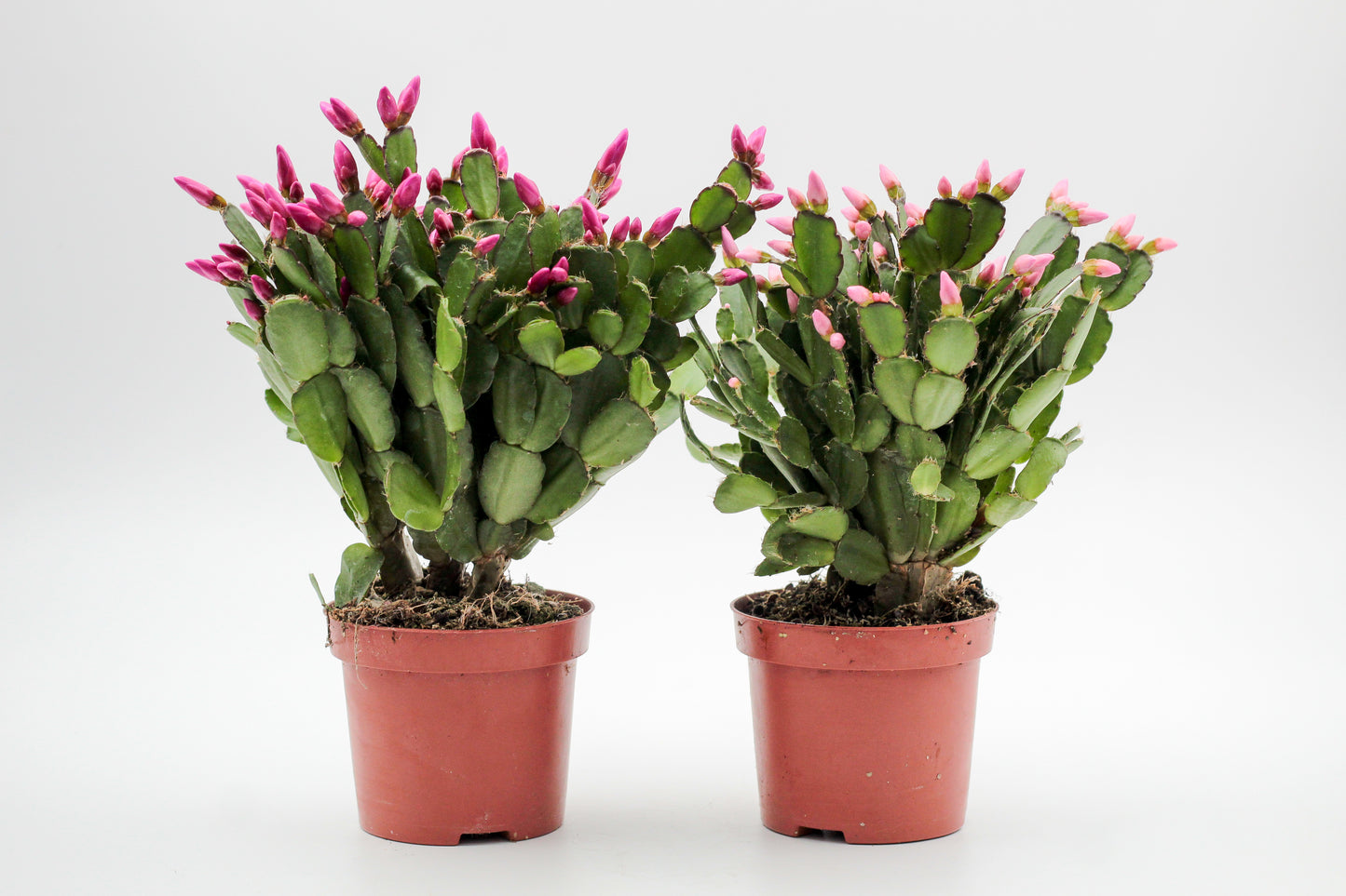 Rhipsalidopsis gaertneri - paascactus met love mix met roze en paarse bloemen