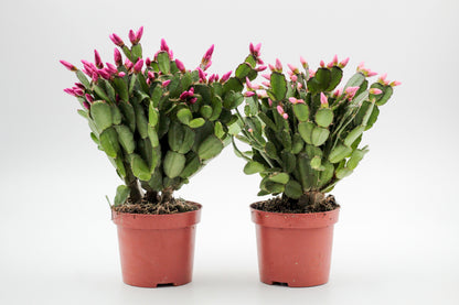 Rhipsalidopsis gaertneri - paascactus met love mix met roze en paarse bloemen