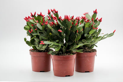 Rhipsalidopsis gaertneri - paascactus met mix met oranje bloemen