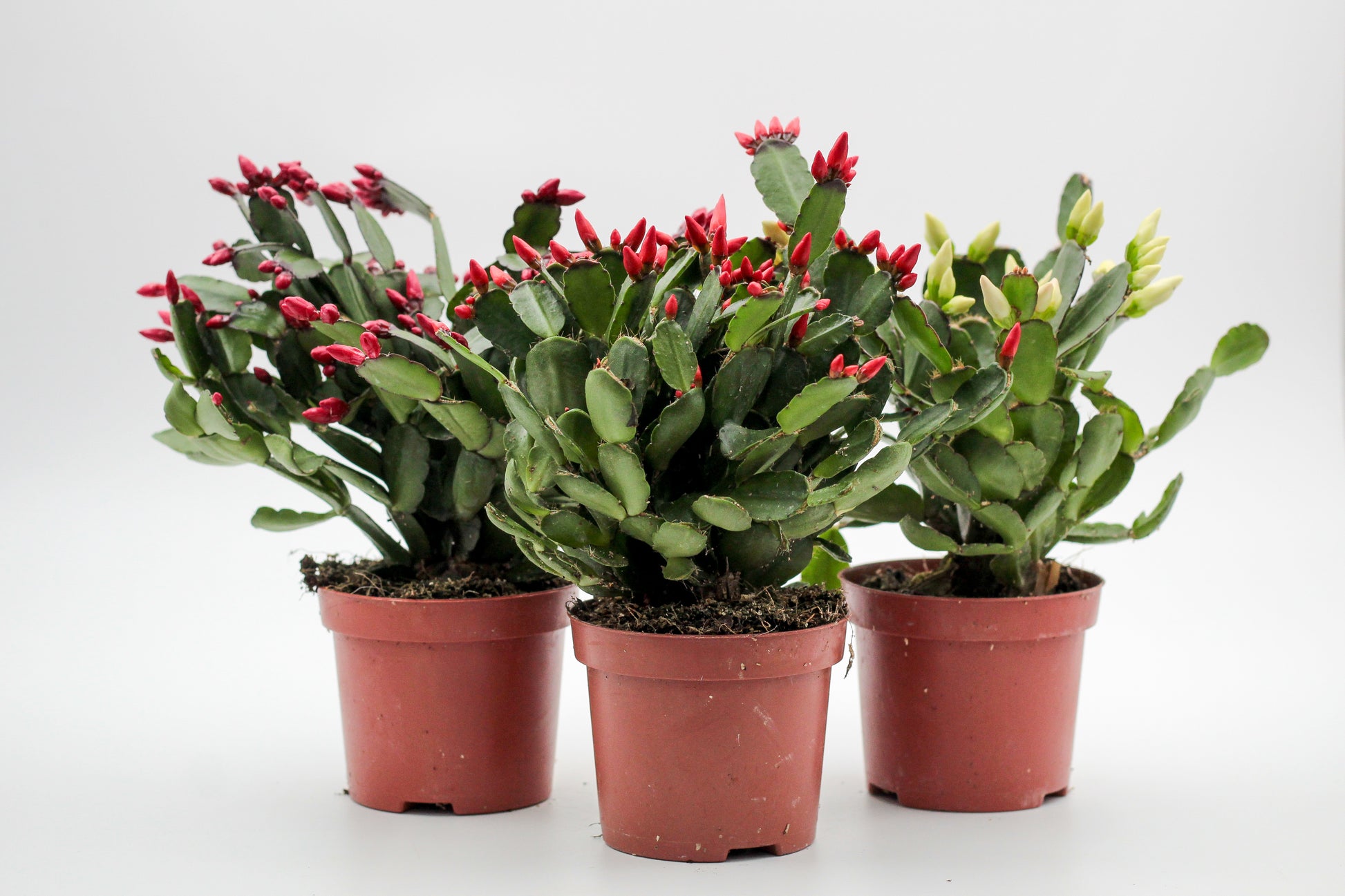 Rhipsalidopsis gaertneri - paascactus met mix met verschillende kleuren bloemen