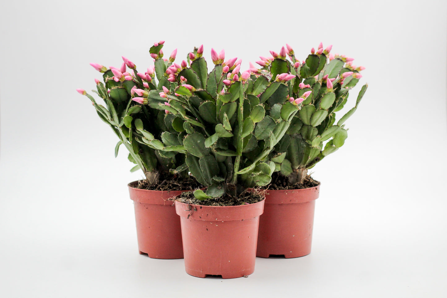 Rhipsalidopsis gaertneri - paascactus met roze bloemen