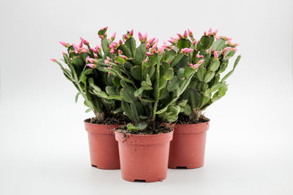 Rhipsalidopsis gaertneri - paascactus met roze bloemen