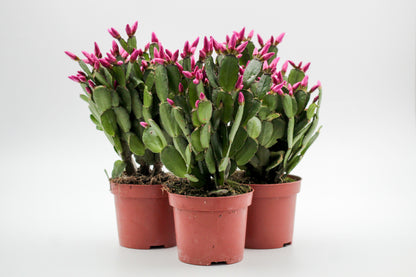 Rhipsalidopsis gaertneri - paascactus met paarse bloemen