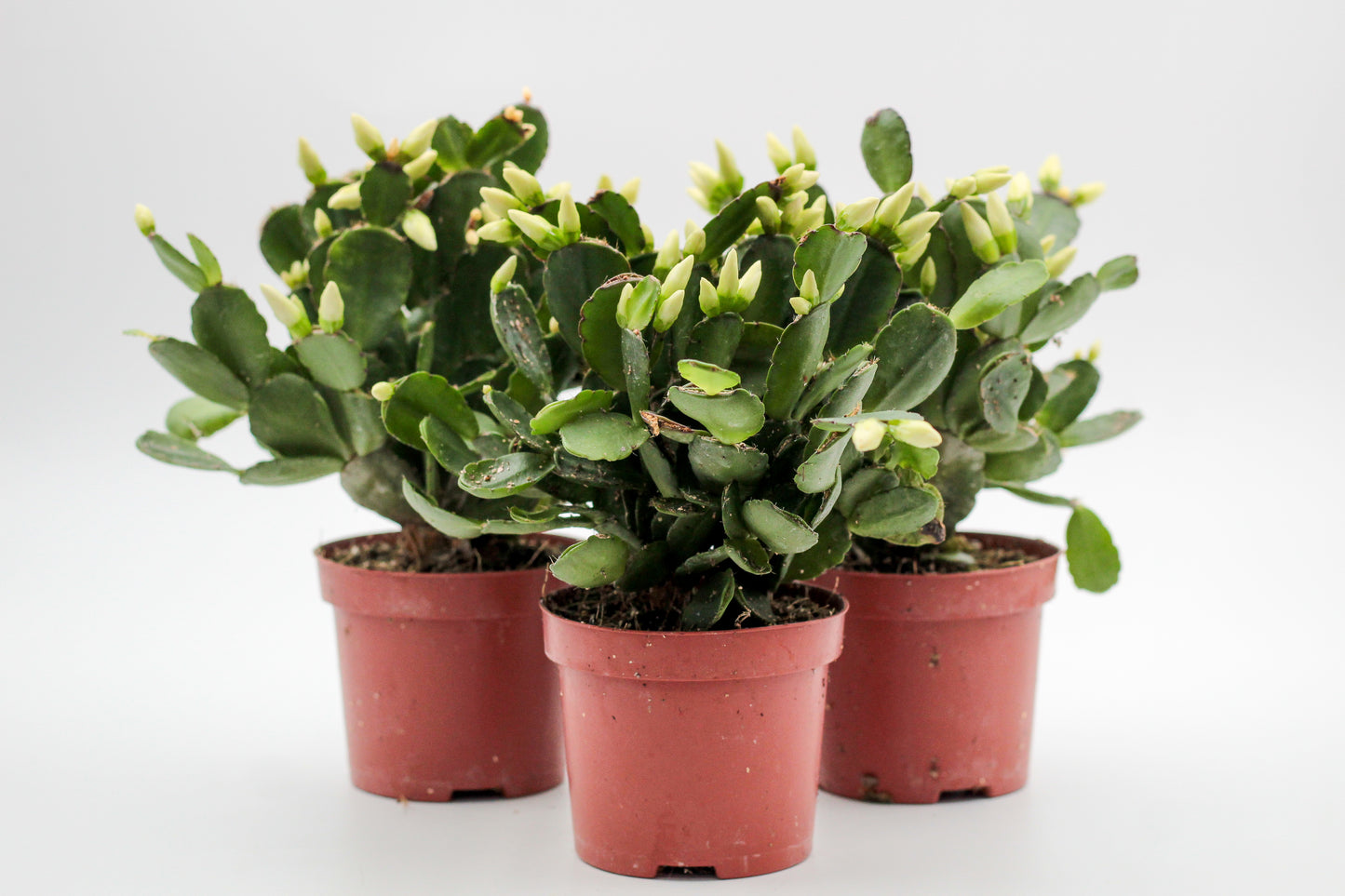 Rhipsalidopsis gaertneri - paascactus met witte bloemen