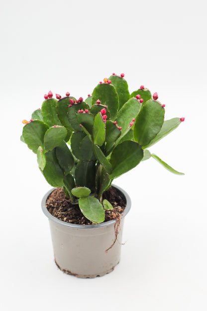 Rhipsalidopsis gaertneri Easter cactus