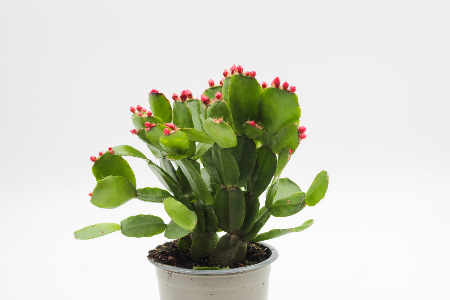 Rhipsalidopsis gaertneri Easter cactus