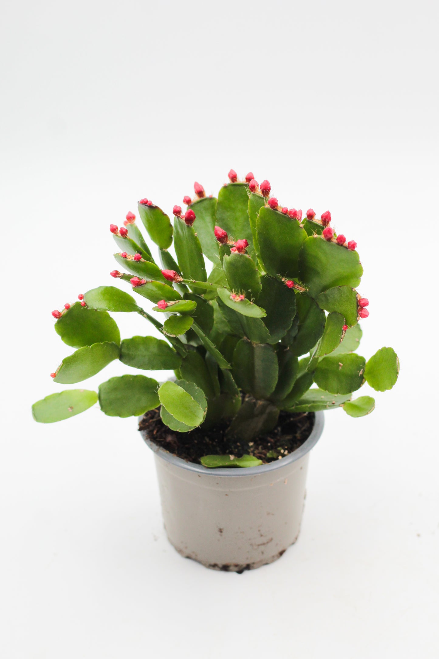 Rhipsalidopsis gaertneri Easter cactus