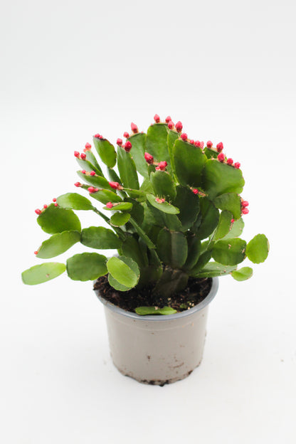 Rhipsalidopsis gaertneri Easter cactus