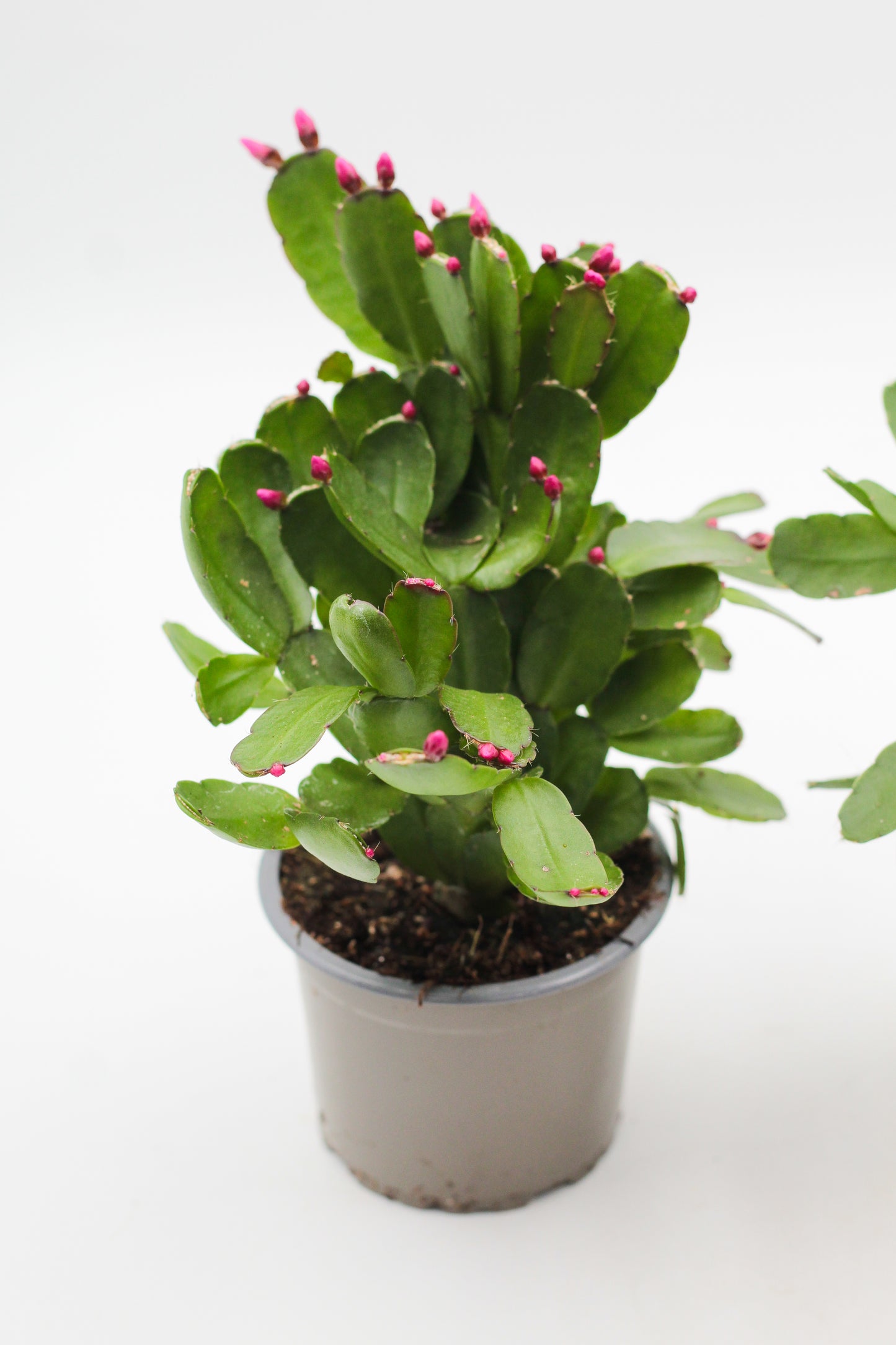 Rhipsalidopsis gaertneri Easter cactus