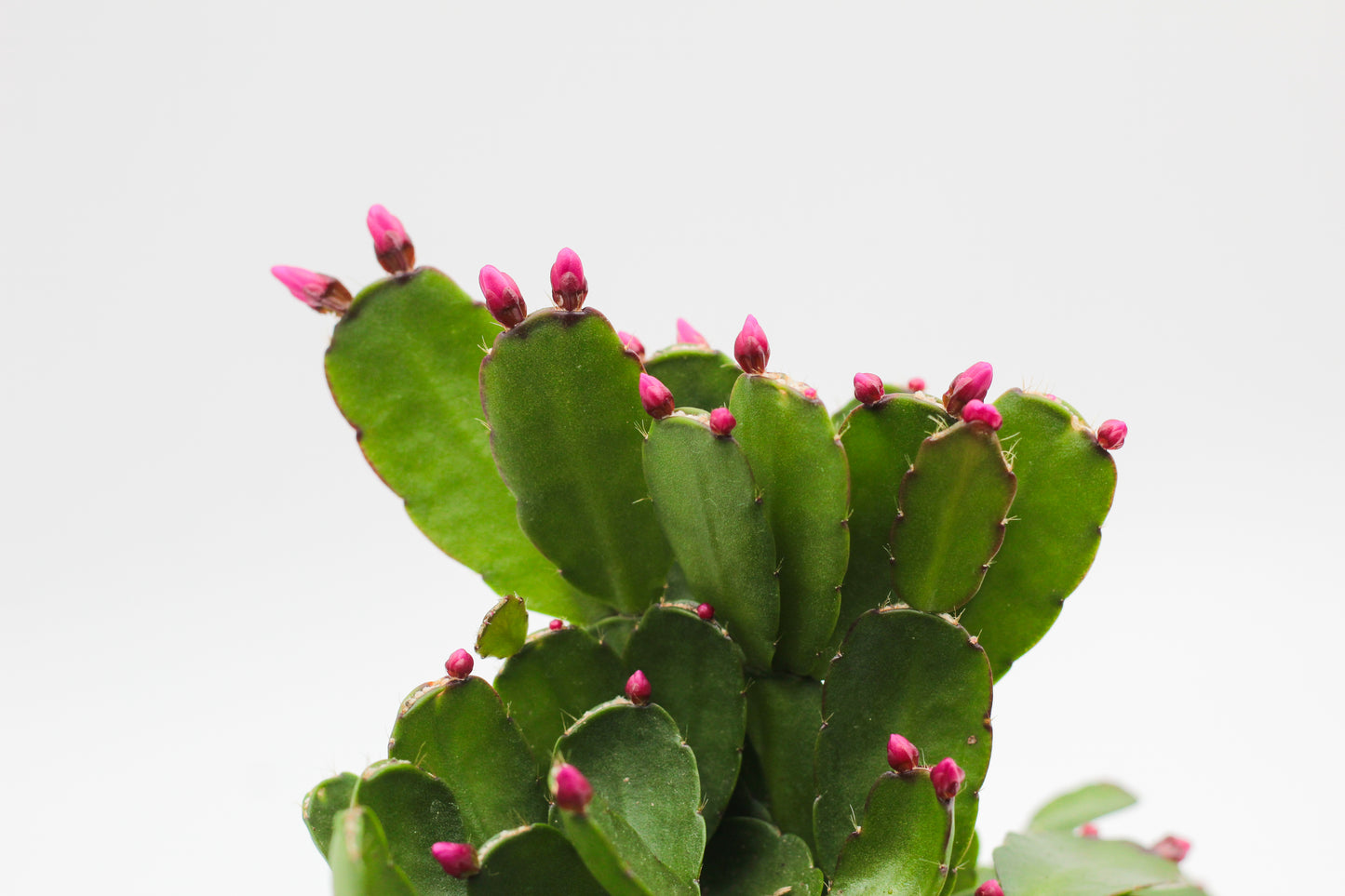 Rhipsalidopsis gaertneri Easter cactus