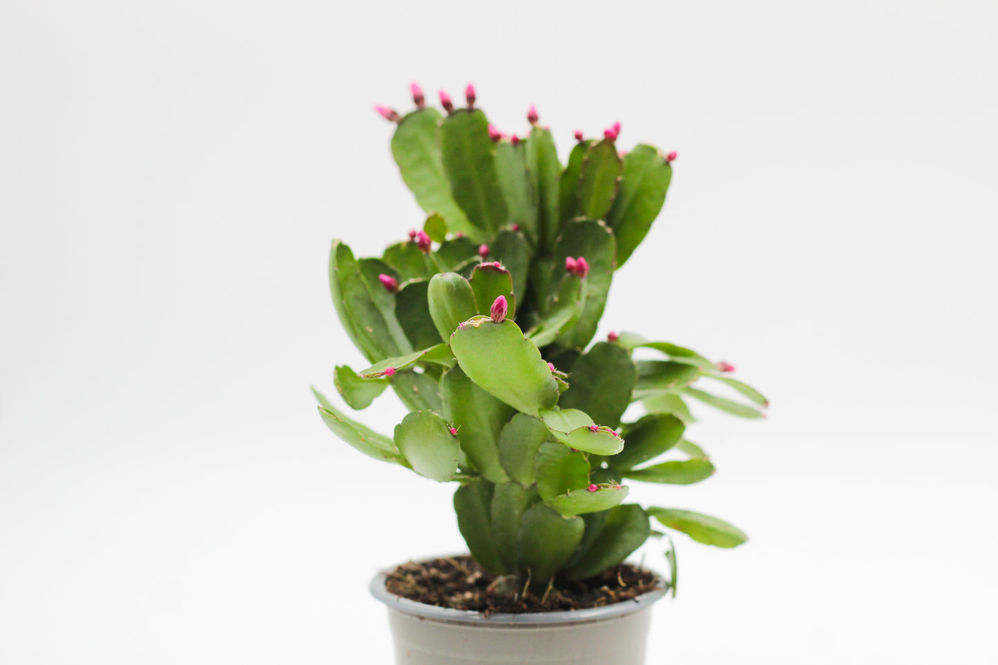 Rhipsalidopsis gaertneri Easter cactus