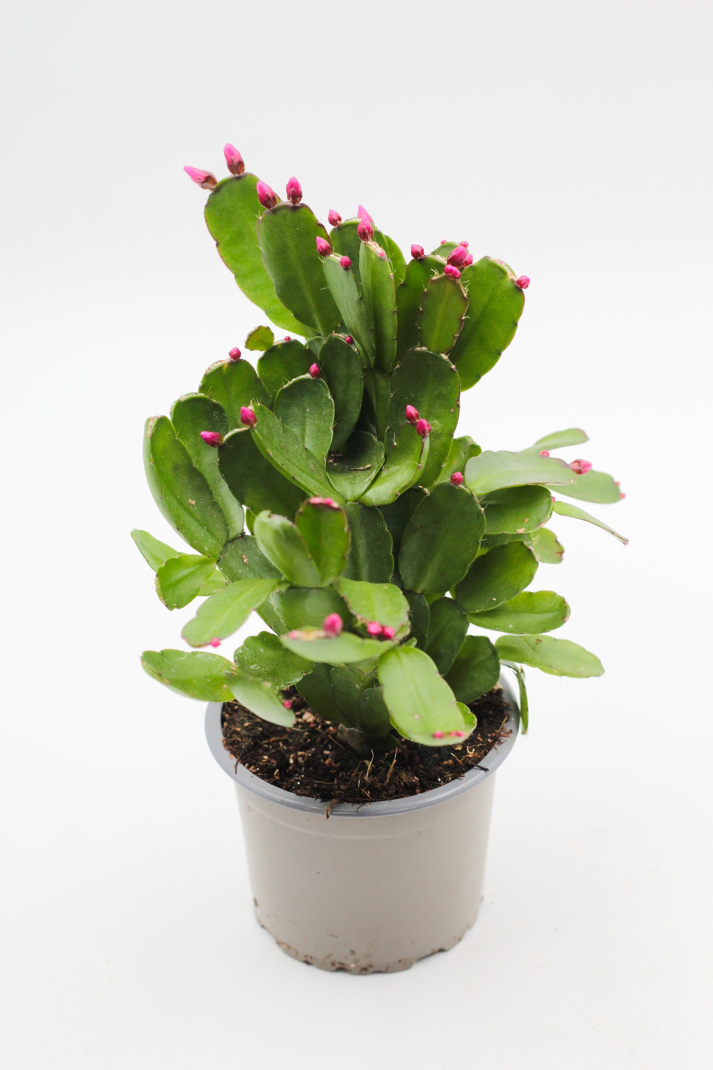 Rhipsalidopsis gaertneri Easter cactus