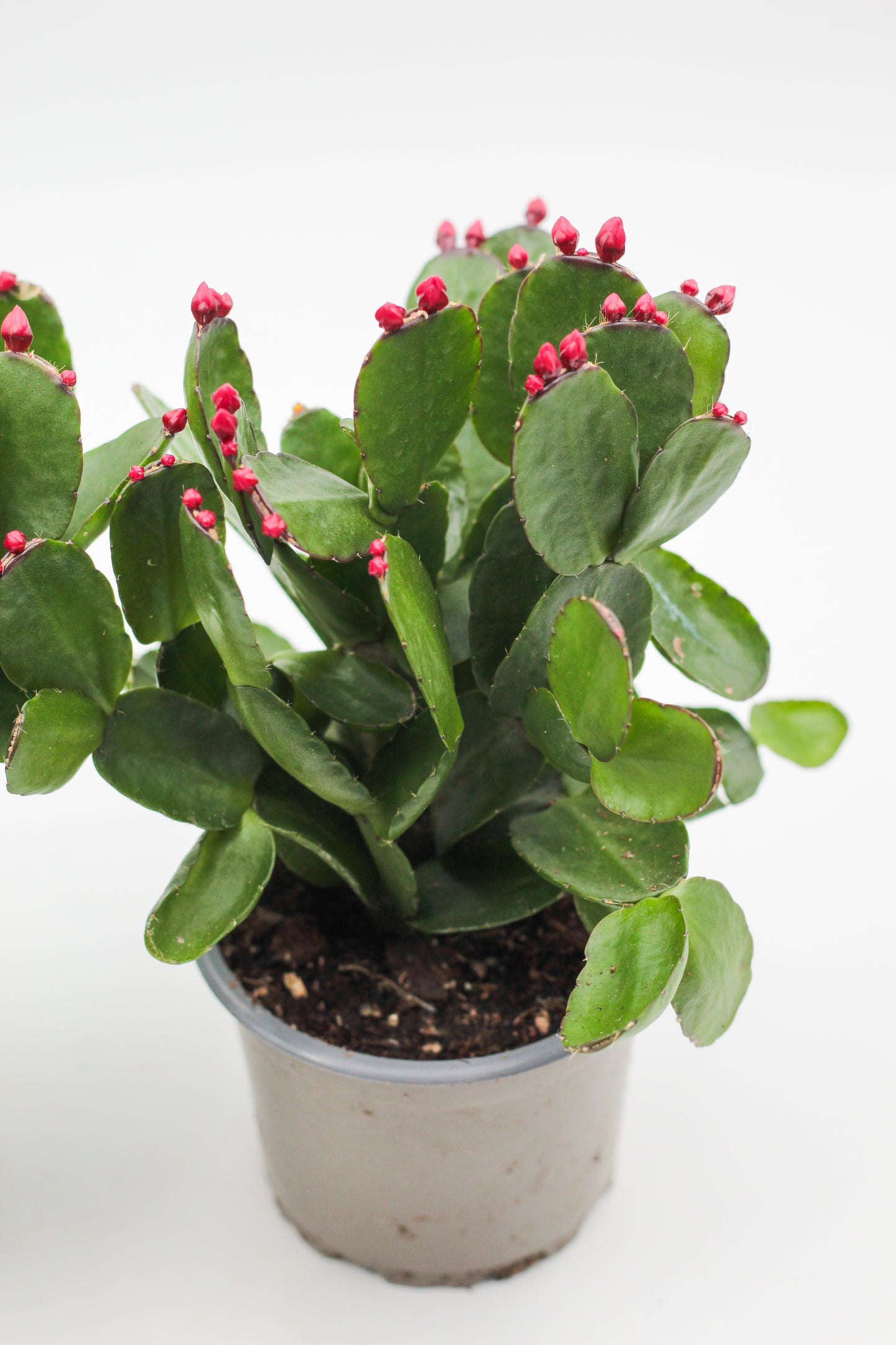 Rhipsalidopsis gaertneri Easter cactus