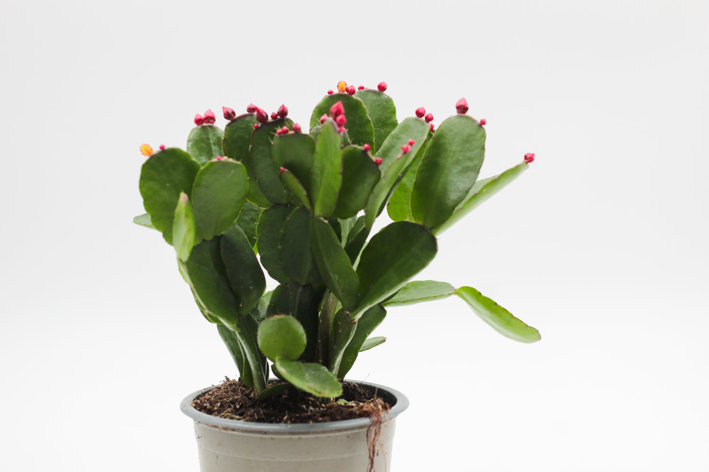 Rhipsalidopsis gaertneri Easter cactus