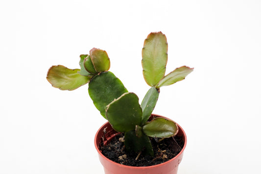 Rhipsalidopsis gaertneri 'Paascactus'
