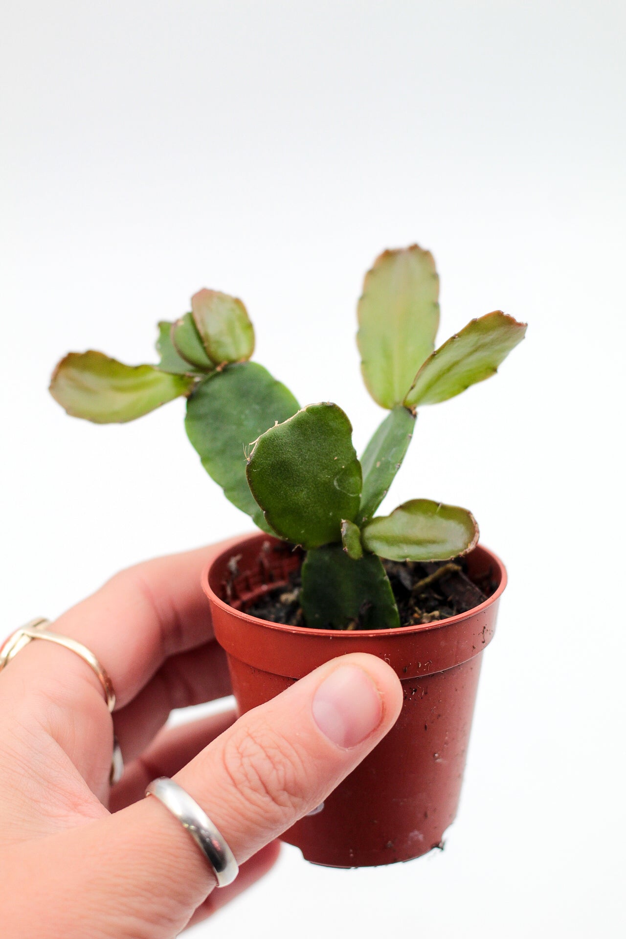 Rhipsalidopsis gaertneri 'Paascactus'