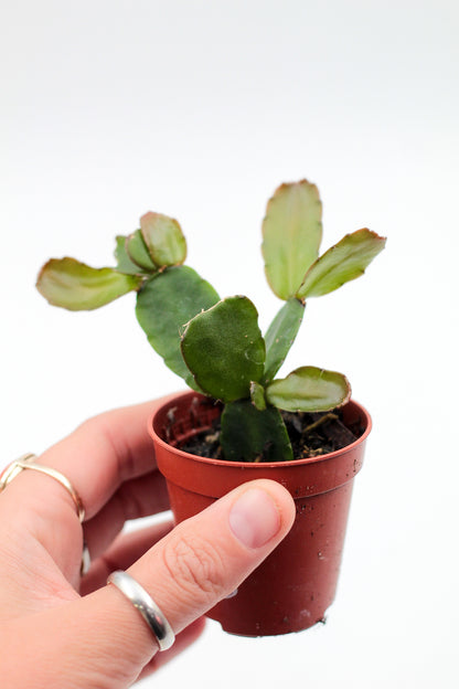 Rhipsalidopsis gaertneri 'Paascactus'