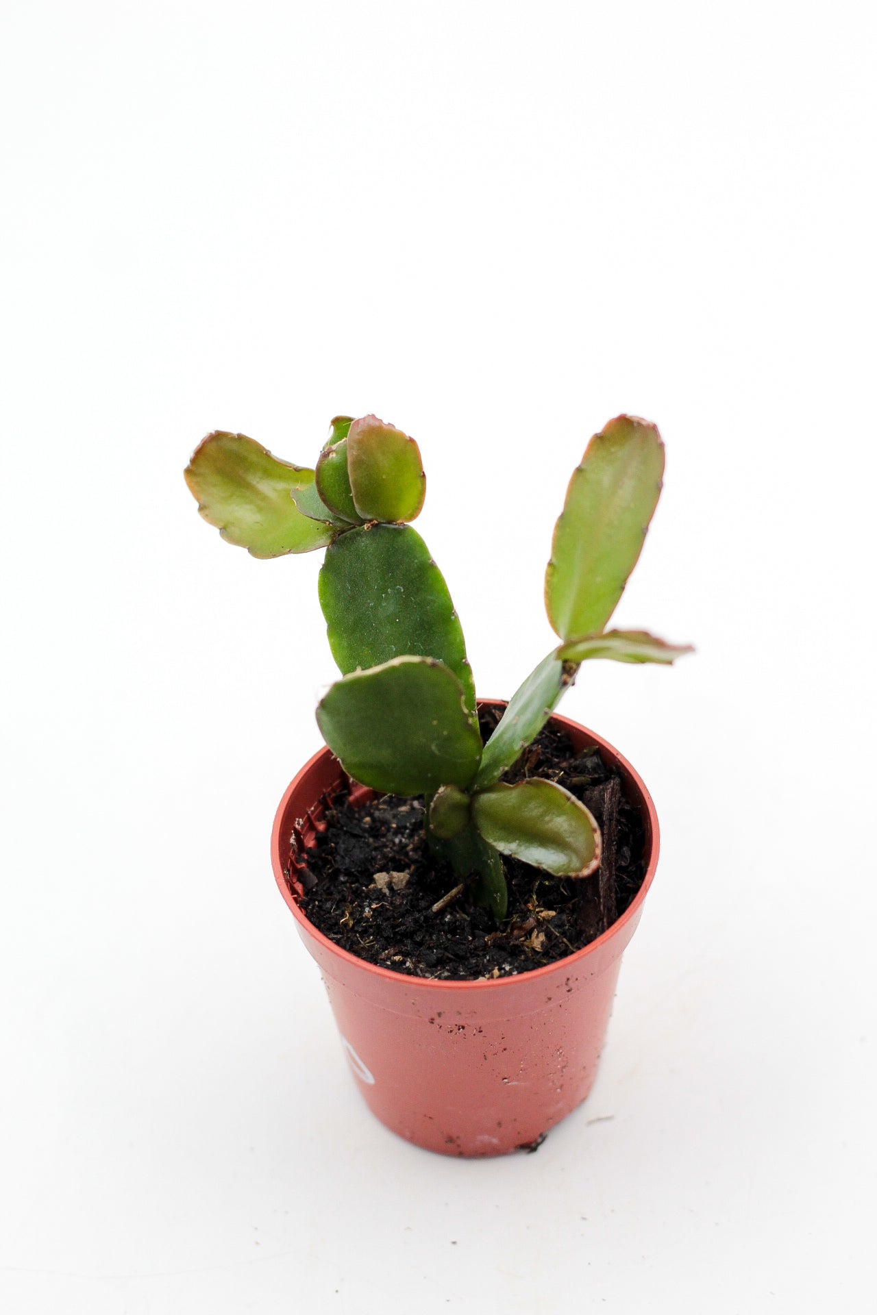 Rhipsalidopsis gaertneri 'Paascactus'