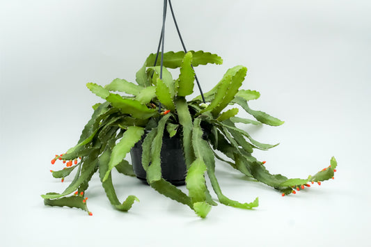 Rhipsalis monacantha