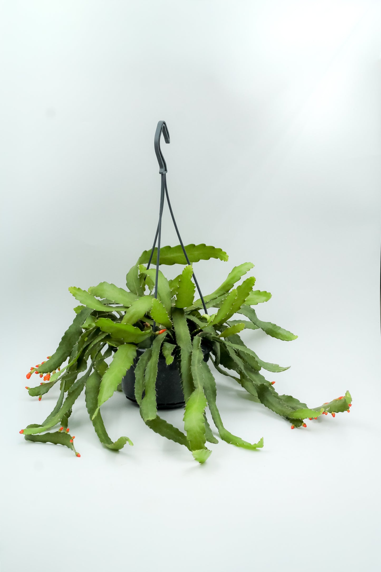 Rhipsalis monacantha