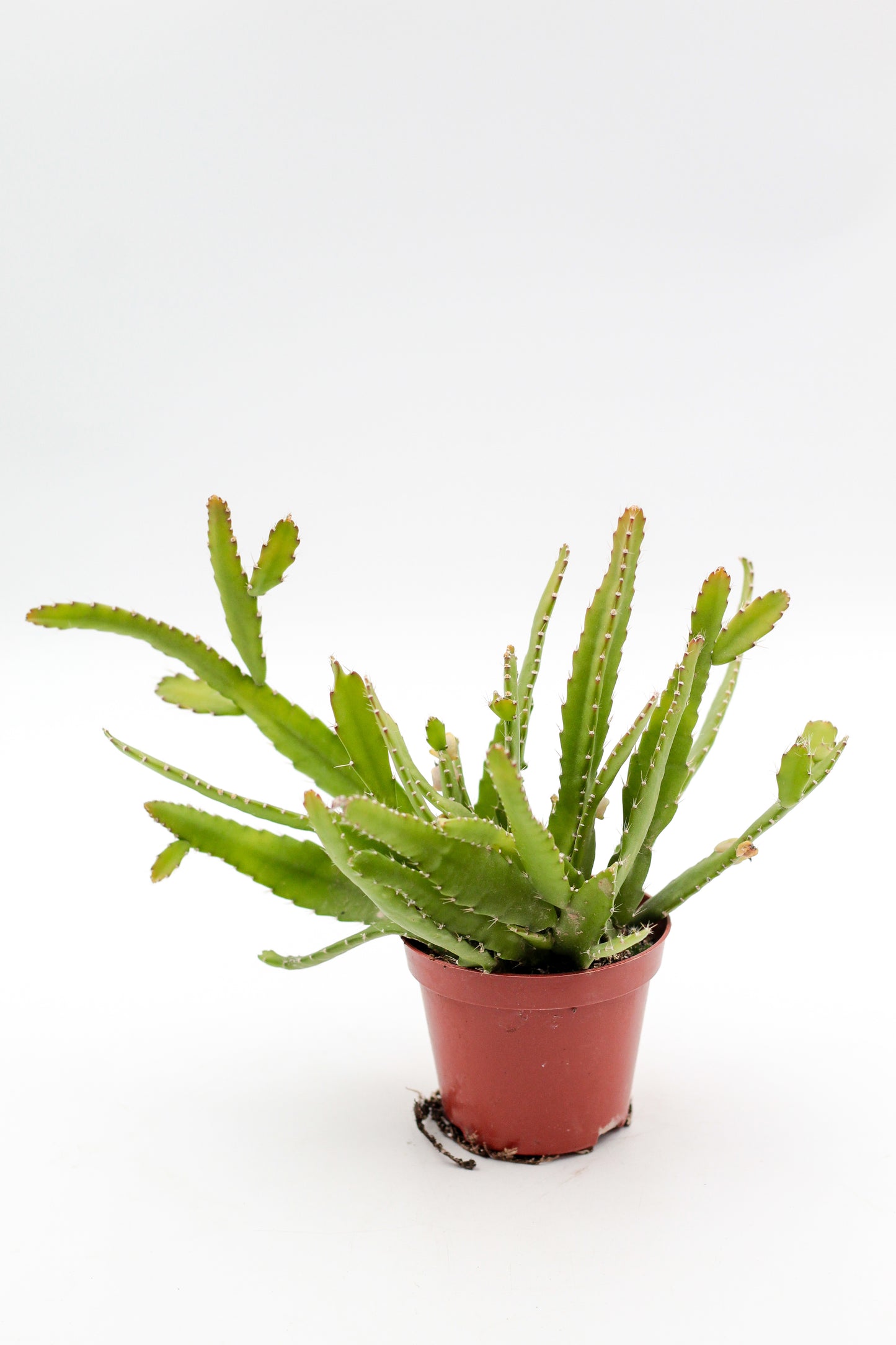 Rhipsalis monacantha