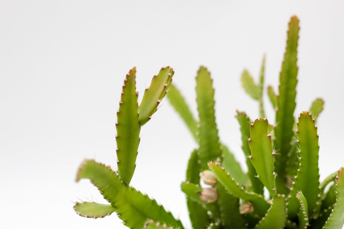 Rhipsalis monacantha