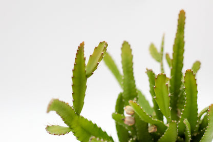 Rhipsalis monacantha