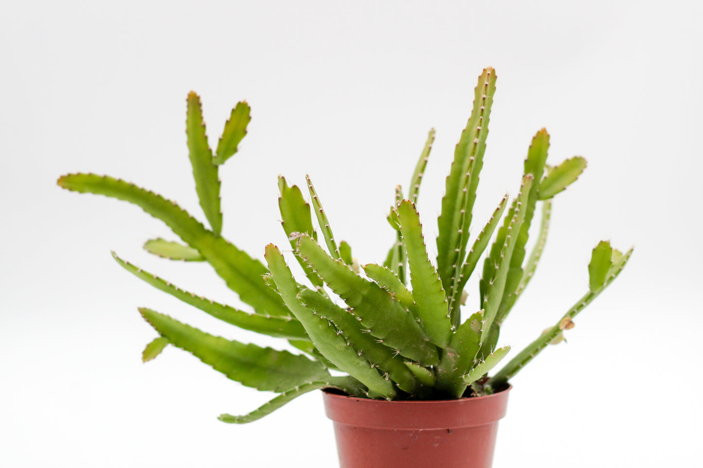 Rhipsalis monacantha