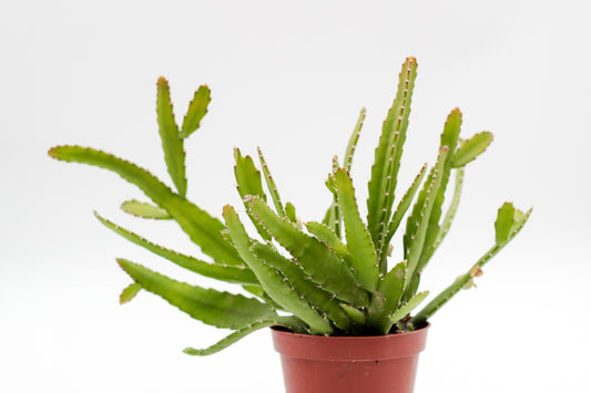 Rhipsalis monacantha