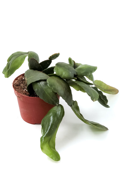 Rhipsalis pachyptera rubra