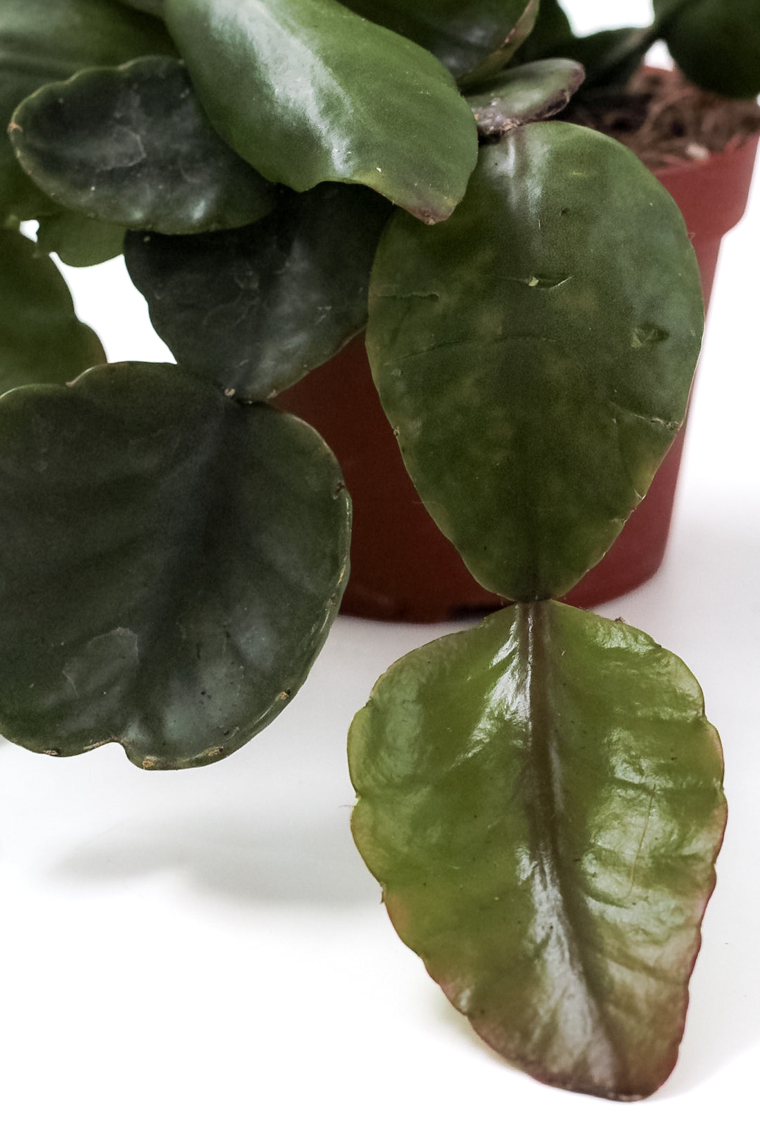 Rhipsalis pachyptera rubra