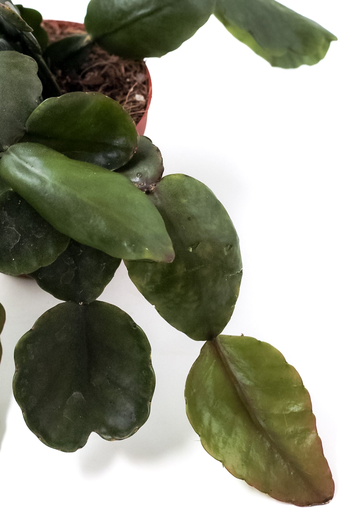 Rhipsalis pachyptera rubra