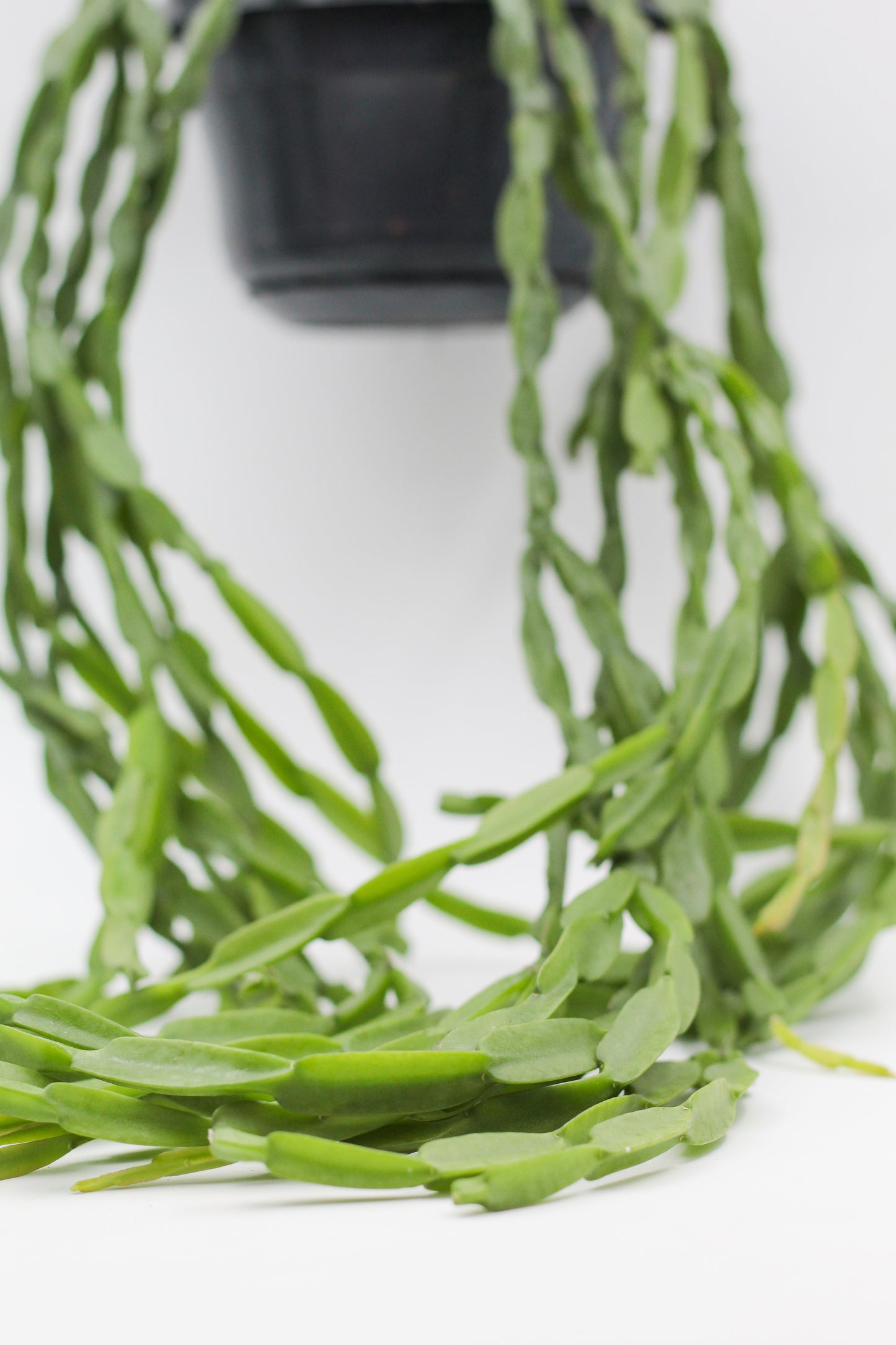 Rhipsalis paradoxa "Koraalcactus"