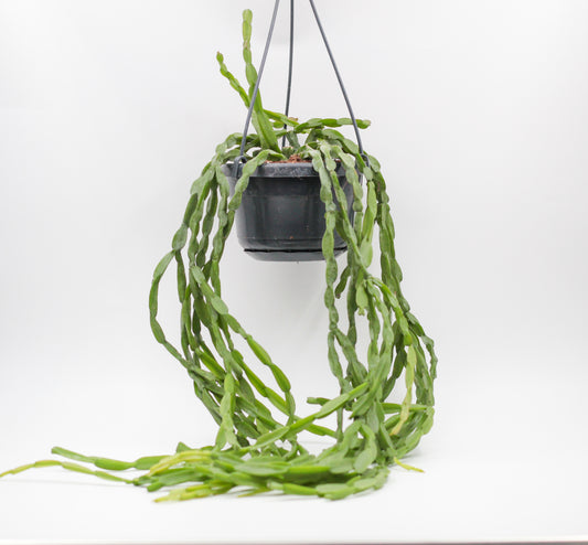 Rhipsalis paradoxa "Koraalcactus"