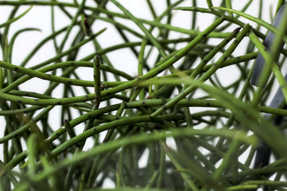 Rhipsalis puniceodiscus