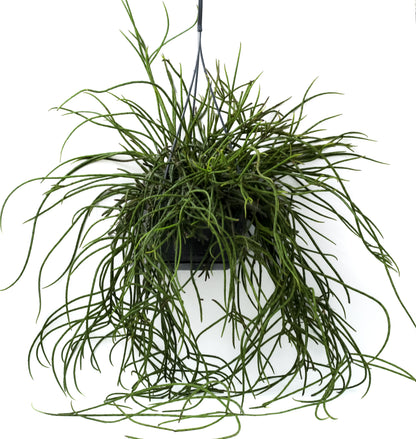 Rhipsalis puniceodiscus