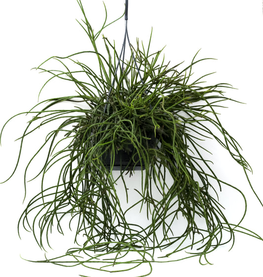 Rhipsalis puniceodiscus
